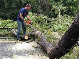 Seasonal Cleanup (Spring/Fall) in Finneytown, OH