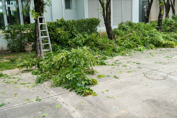 Best Tree Trimming and Pruning  in Finneytown, OH