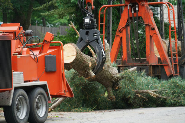 Why Choose Our Tree Removal Services in Finneytown, OH?