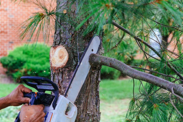 Trusted Finneytown, OH  Tree Services Experts